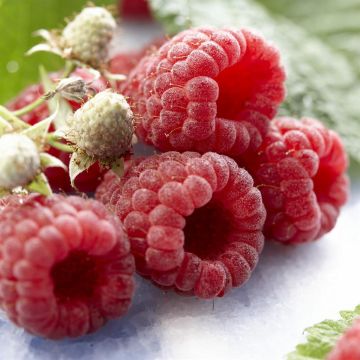 Rubus Idaeus Autumn Bliss v2 Rubus Idaeus Autumn Bliss v2