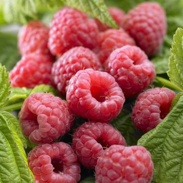 Rubus idaeus Malling Promise Rubus idaeus Malling Promise