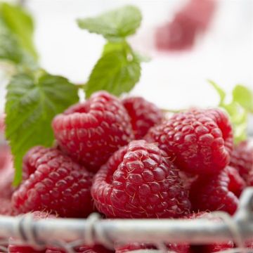 Rubus als Ottawa Rubus als Ottawa