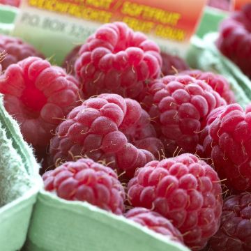 Rubus idaeus (als Tulameen) Rubus idaeus (als Tulameen)