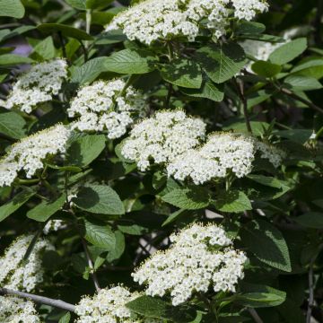 Viburnum Lantana