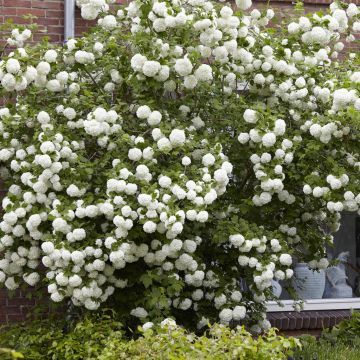 Viburnum Opulus v2 Viburnum Opulus v2