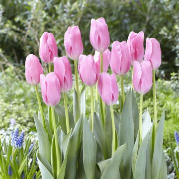 Tulip triumph Mistress Tulip triumph Mistress