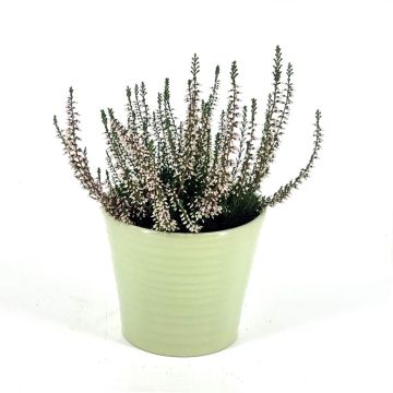 Calluna Pink