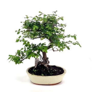 Bonsai Sageretia 25 cm pot