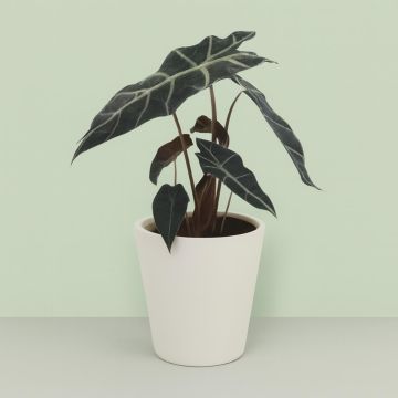 Alocasia Polly 12 cm Studio