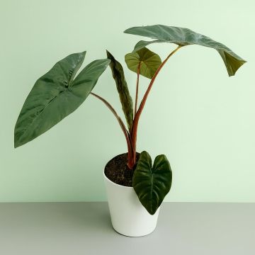 Alocasia yucata princess p17 prod Studio