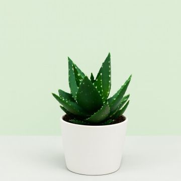 Aloe Vera Mitriformis Studio