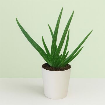 Aloe Vera P10 Studio