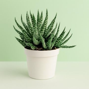 Aloe humilis shark 10 Studio Aloe humilis shark 10 Studio