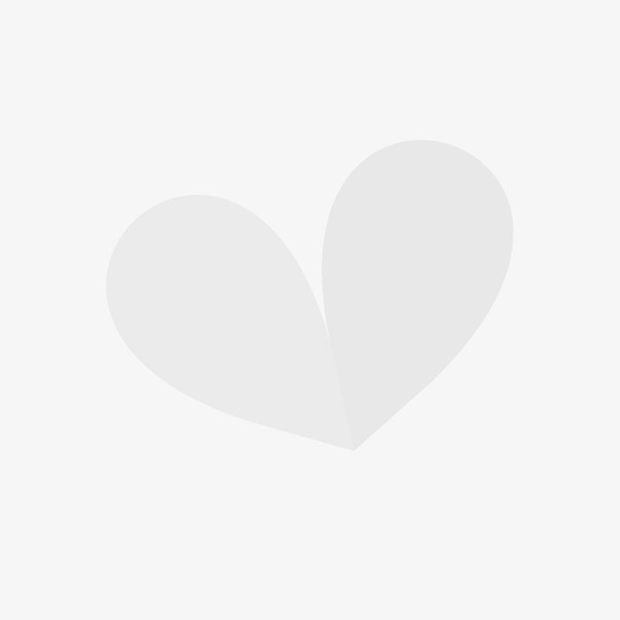 Anthurium Elido Studio