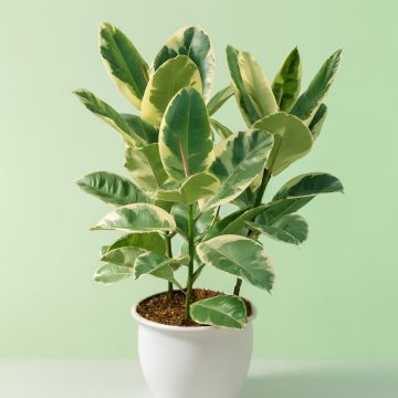 Ficus Elastica (als Tineke) Studio