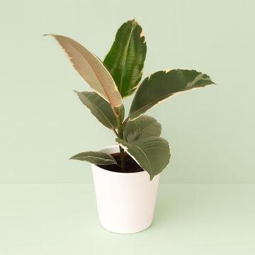 Ficus elastica Tineke 12 cm Studio
