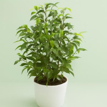 Ficus Natasja Studio