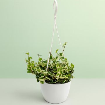 Ficus pumila White Sunny Studio