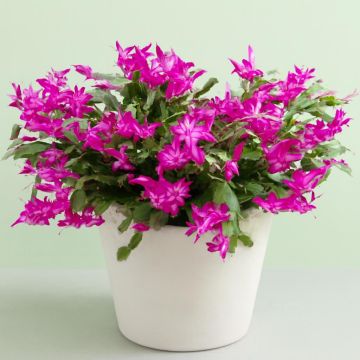 Schlumbergera pink Studio