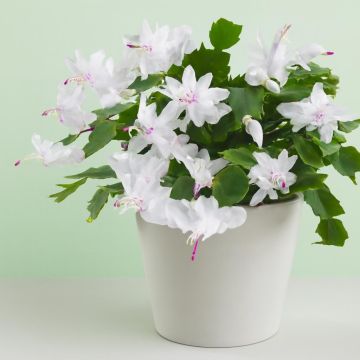 Schlumbergera white Studio