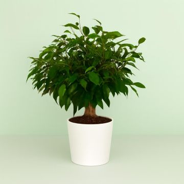 Ficus Kinky Jute 12 cm Studio Studio Studio