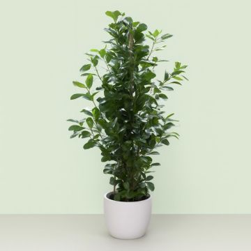 Ficus microcarpa Moclame Studio
