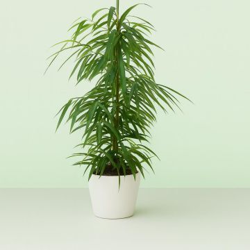 Ficus binnendijkii Alii Studio Studio