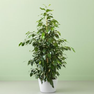 ficus benja danielle v2 Studio