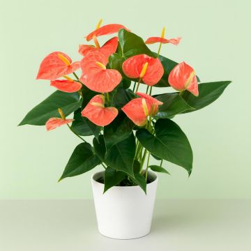 Anthurium Orange v2 Studio Anthurium Orange v2 Studio