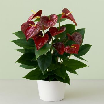 Anthurium brown v2 Studio Anthurium brown v2 Studio