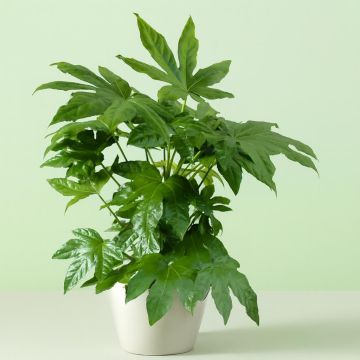 Fatsia japonica Studio