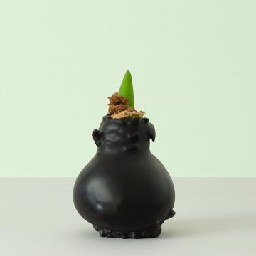 Amaryllis wax zwart Studio