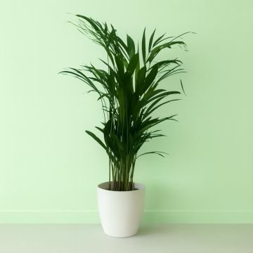 Areca Dypsis 17 cm Studio