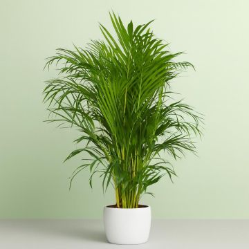 areca dypsis v1 Studio