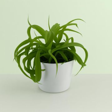Chlorophytum bonnie Green Studio