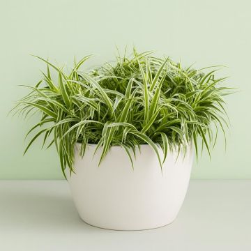 Chlorophytum comosum 'Ocean' Studio