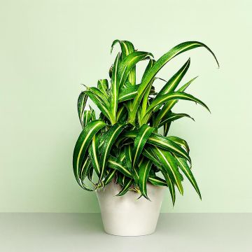 Chlorophytum laxum 'Pacific' Studio Studio