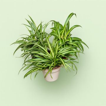 Collection Ocean Pacific Atlantic Studio