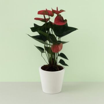 Anthurium Pink 12 cm Studio