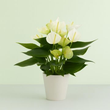Anthurium wit Studio