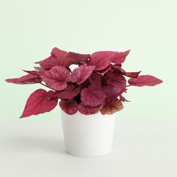 Begonia dark red Studio