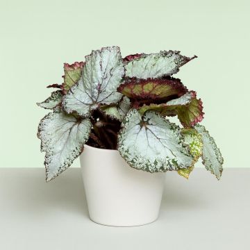 Begonia Grey Studio Begonia Grey Studio