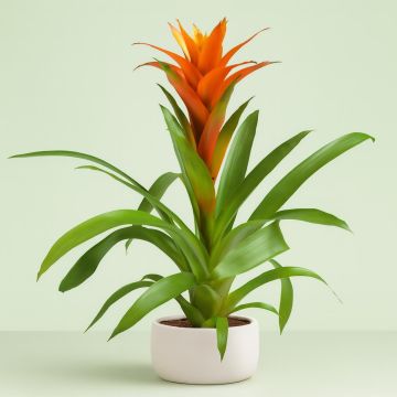 Guzmania Orange Studio Guzmania Orange Studio