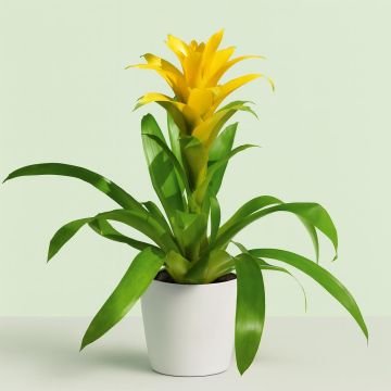 Guzmania yellow Studio