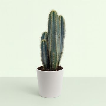 Pilococereus azureus 17cm Studio Pilococereus azureus 17cm Studio