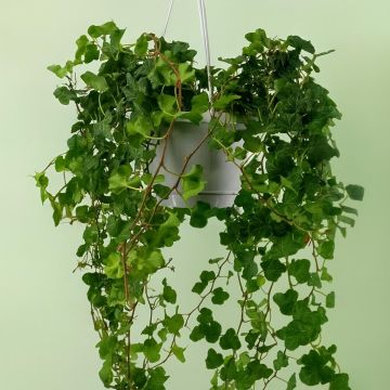Hedera Wonder hang basket 17 cm pot