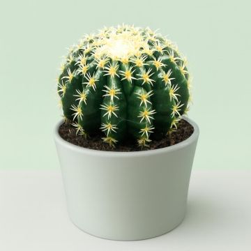 Echinocactus brevispina.jpg Studio