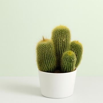 Eriocactus leninghausii 12cm Studio