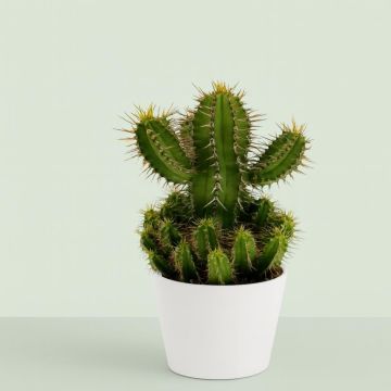 Euphorbia fruticosa 8 Studio Euphorbia fruticosa 8 Studio