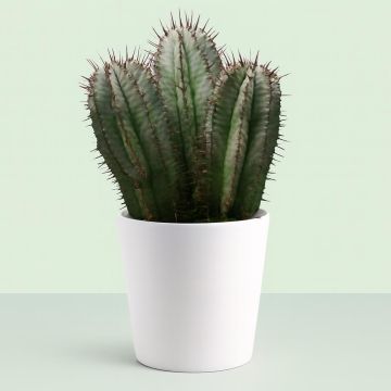 Euphorbia horrida.jpg Studio Euphorbia horrida.jpg Studio