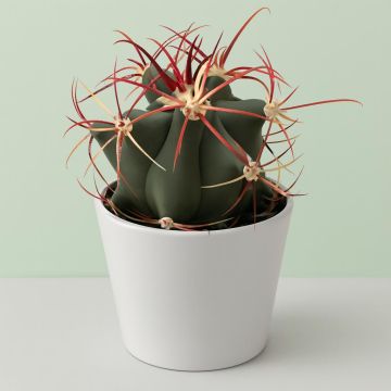 Ferocactus covilei.jpg Studio