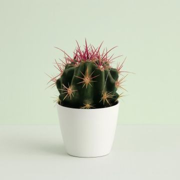 Ferocactus stainesii 8 Studio