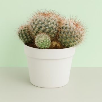 Mamillaria 12cm Studio Studio